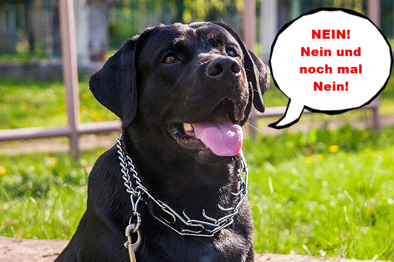 korallenhalsband nein tierschutzwidriges Hundezubehör Korallenhalsband
