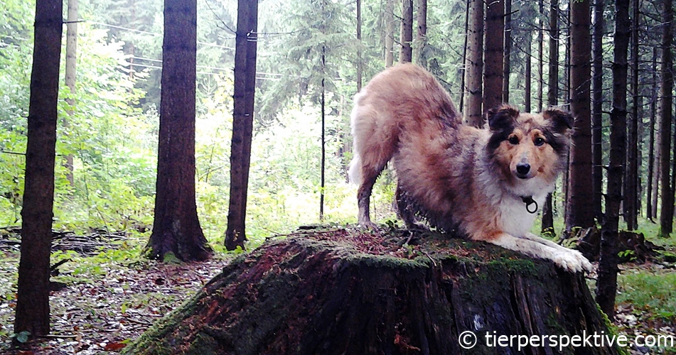 queeny play bow bearb Hund Tricks Intelligenz