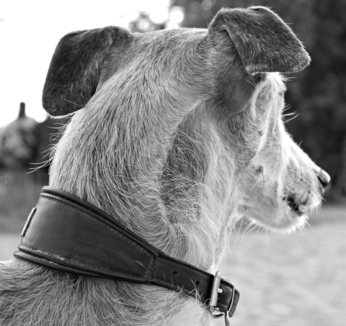 windhund halsband Stressanzeichen Halsband Leine
