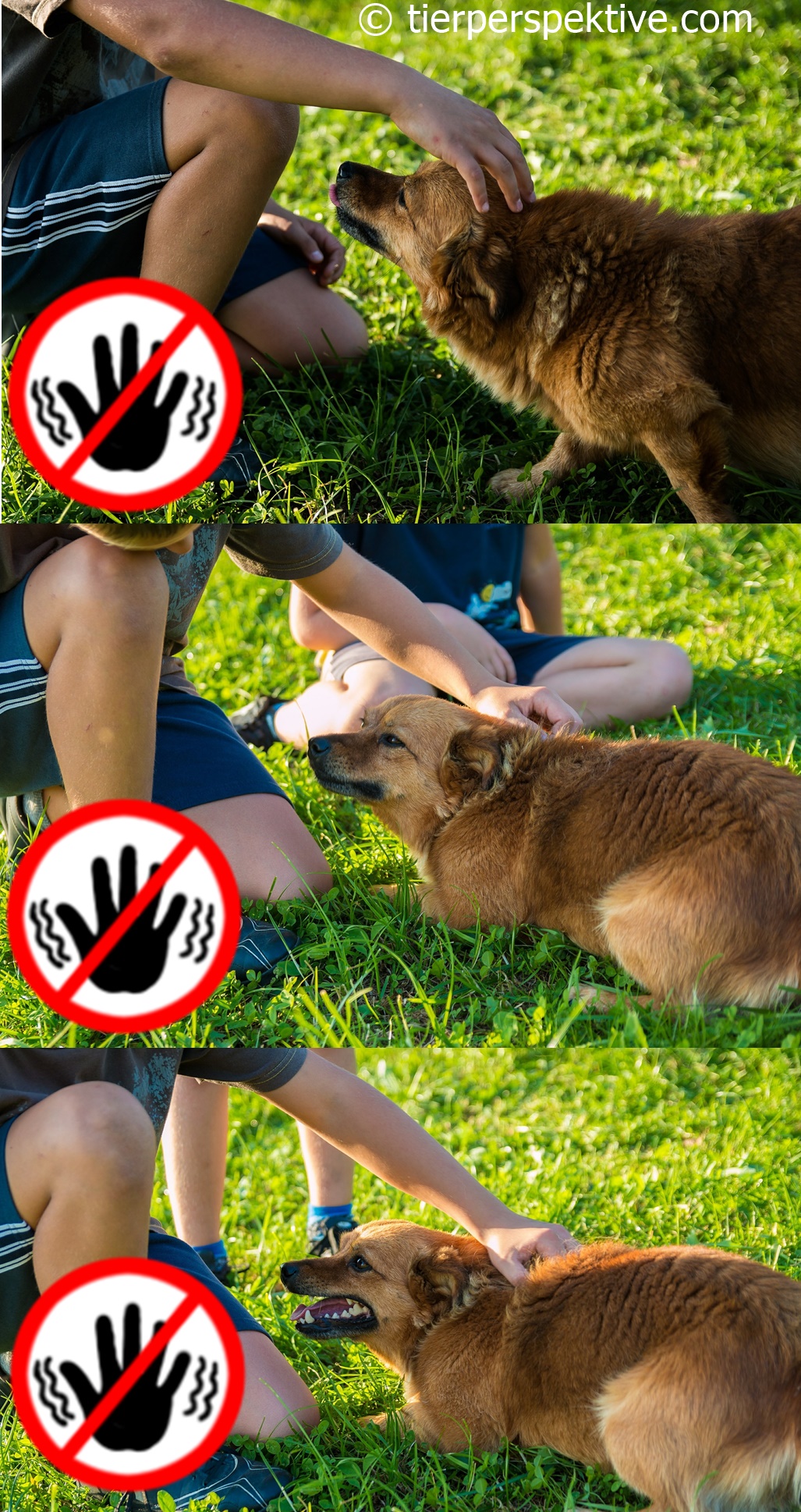 stop stroking wann hund streicheln