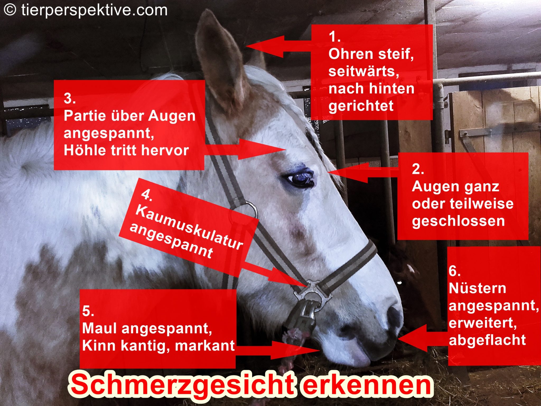 Schmerzgesicht beim Pferd erkennen