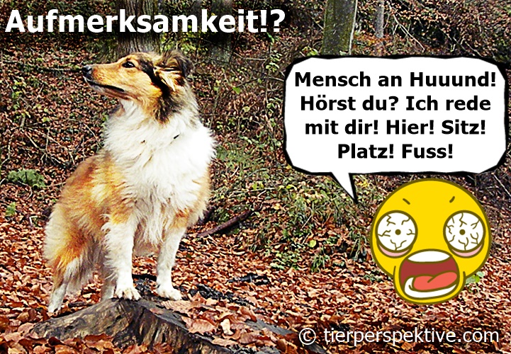 Hundebesitzer und die (fehlende) Aufmerksamkeit vom Hund