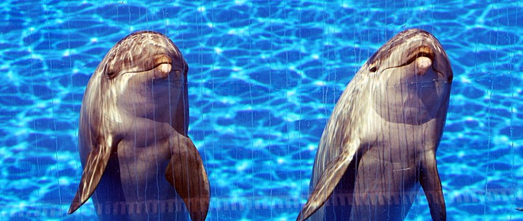 können tiere sprechen