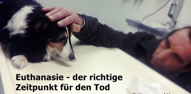 Ab Wann Ist Leid Bei Tieren Unzumutbar Archive Tierperspektive Com