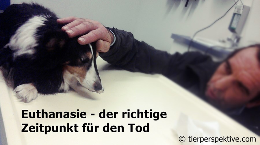 32+ nett Foto Wann Wird Ein Hund Eingeschläfert / Einschlafern Wenn Der