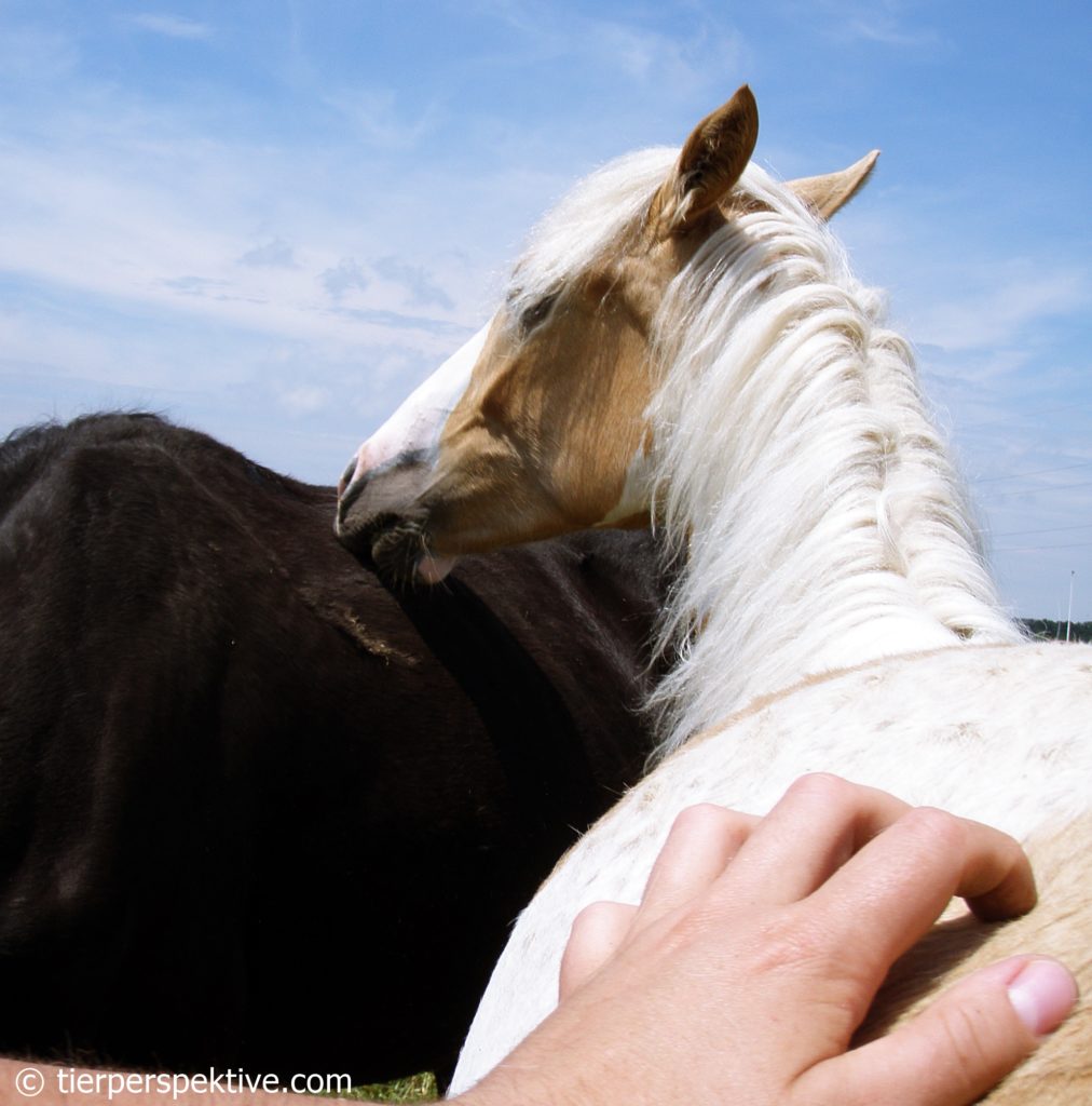 Pferd richtig streicheln