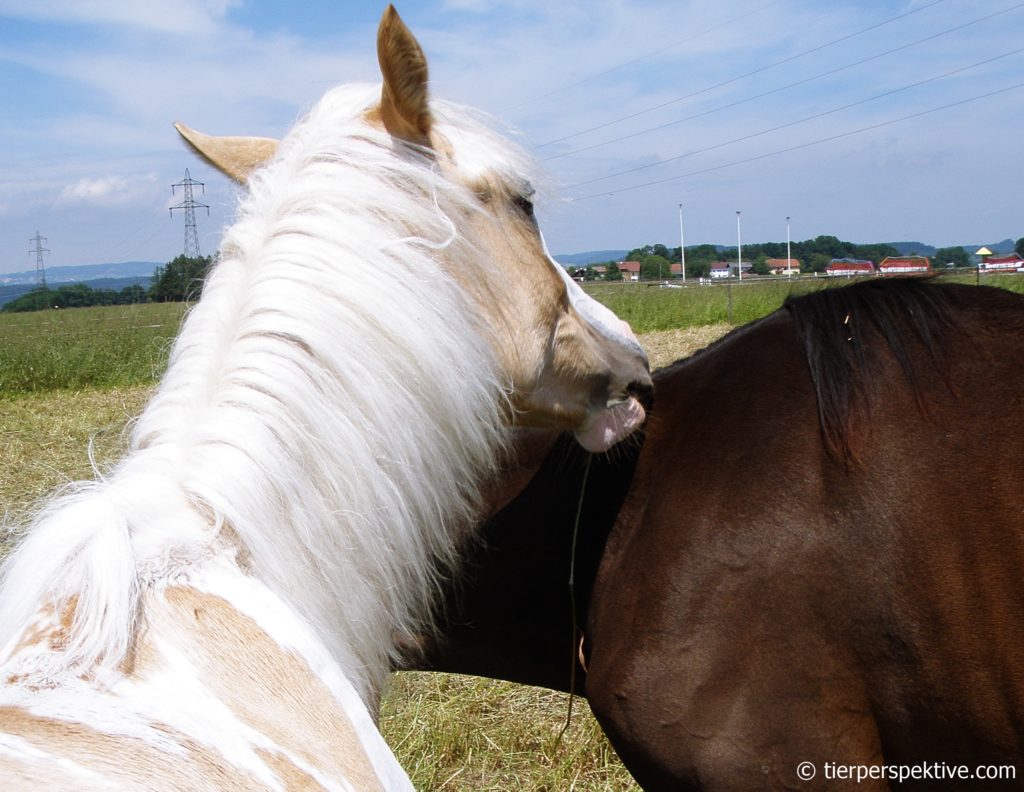 Pferd richtig streicheln