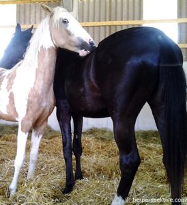 pferde kraulen sich gegenseitig