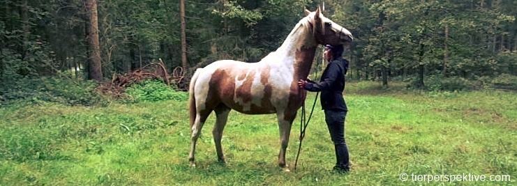 pferd-geniesst-kraulen