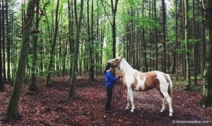 wie streichelt man ein pferd richtig