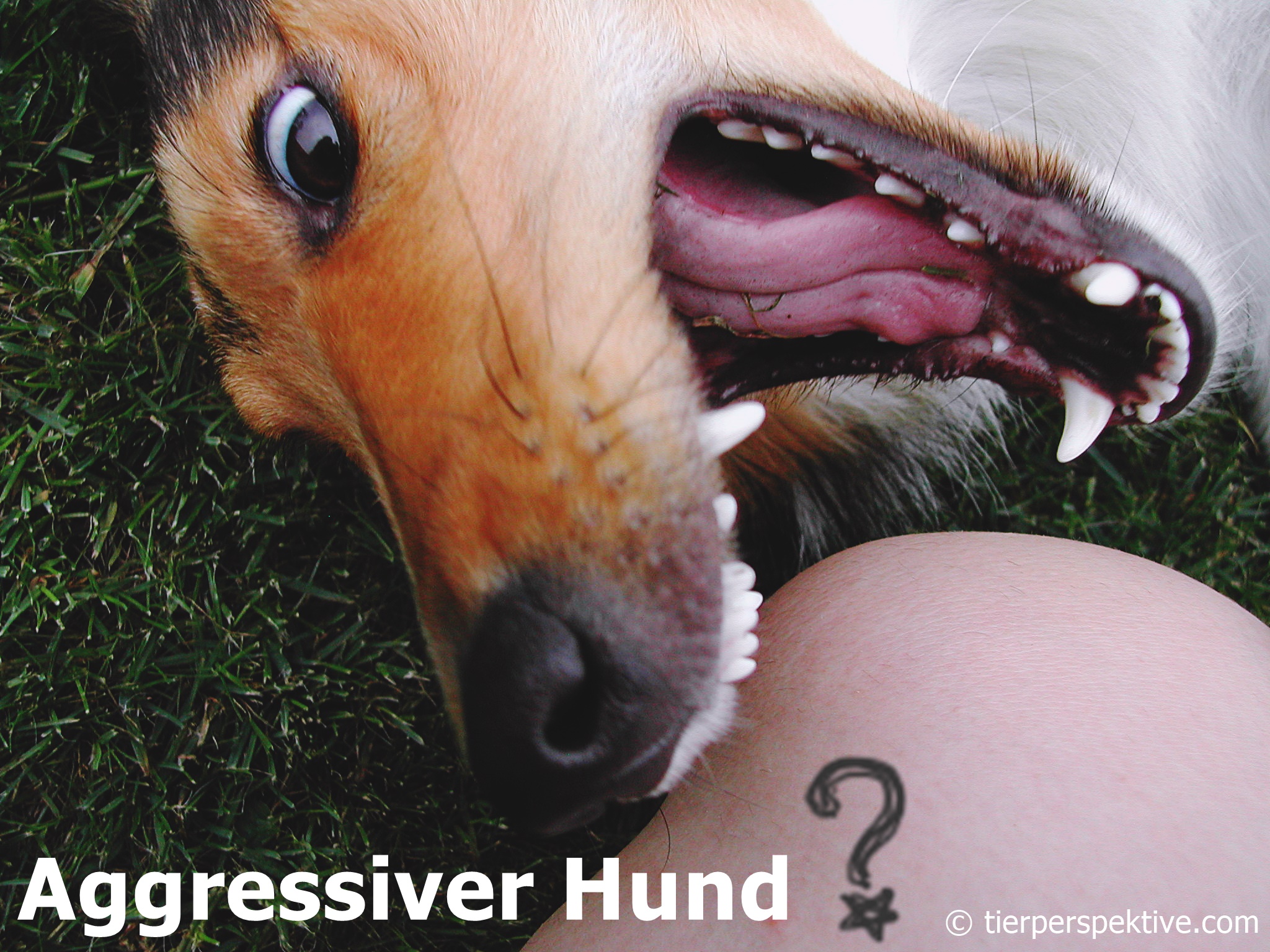 hund plötzlich aggressiv