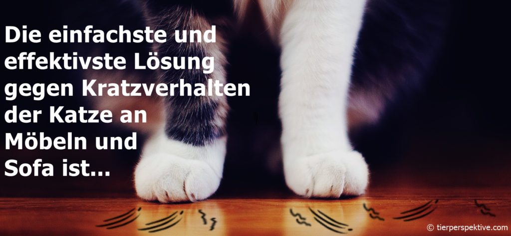 Welchen Kratzbaum mögen Katzen?