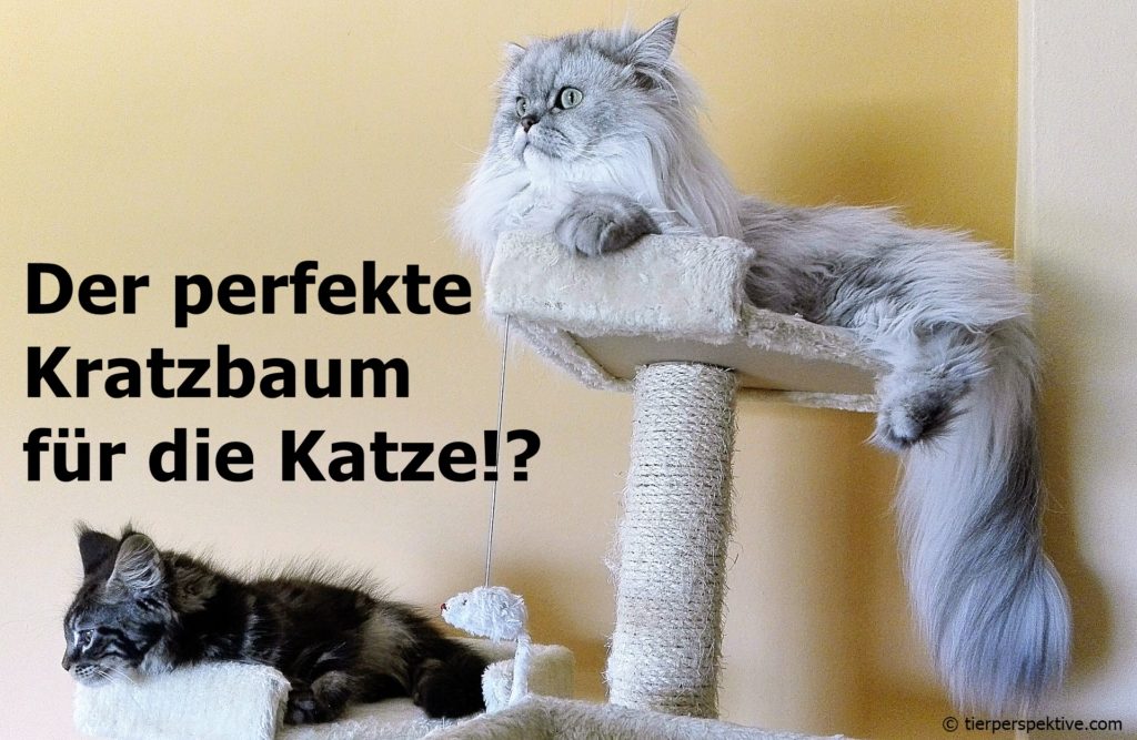 Welchen Kratzbaum mögen Katzen?