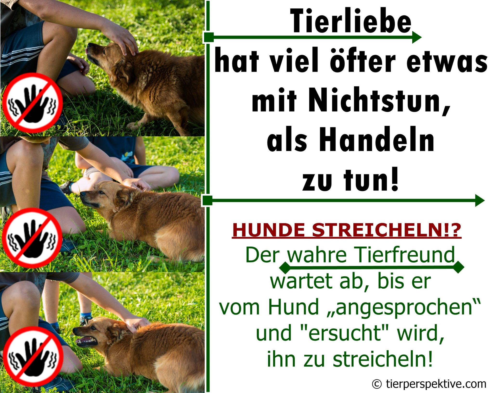 hund humpelt vorne plötzlich