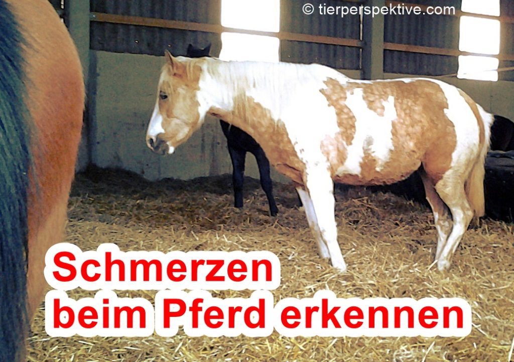 Schmerzen beim Pferd erkennen