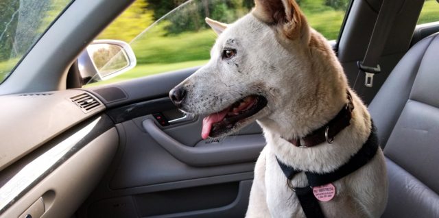 Hund bei Hitze im Auto