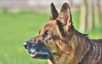 Wie alt ist mein Hund in Menschenjahren?