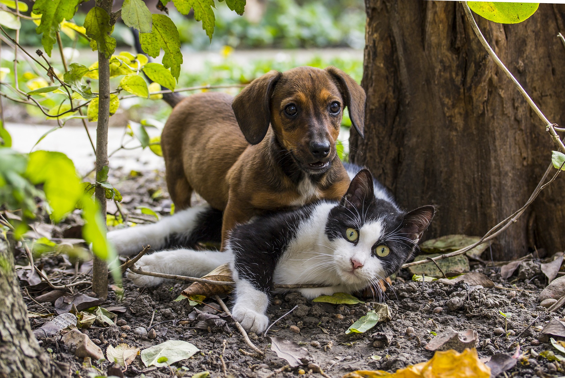 Hund und Katze Erfahrungen