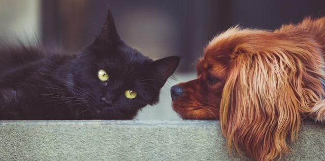 Hund und Katze Erfahrungen