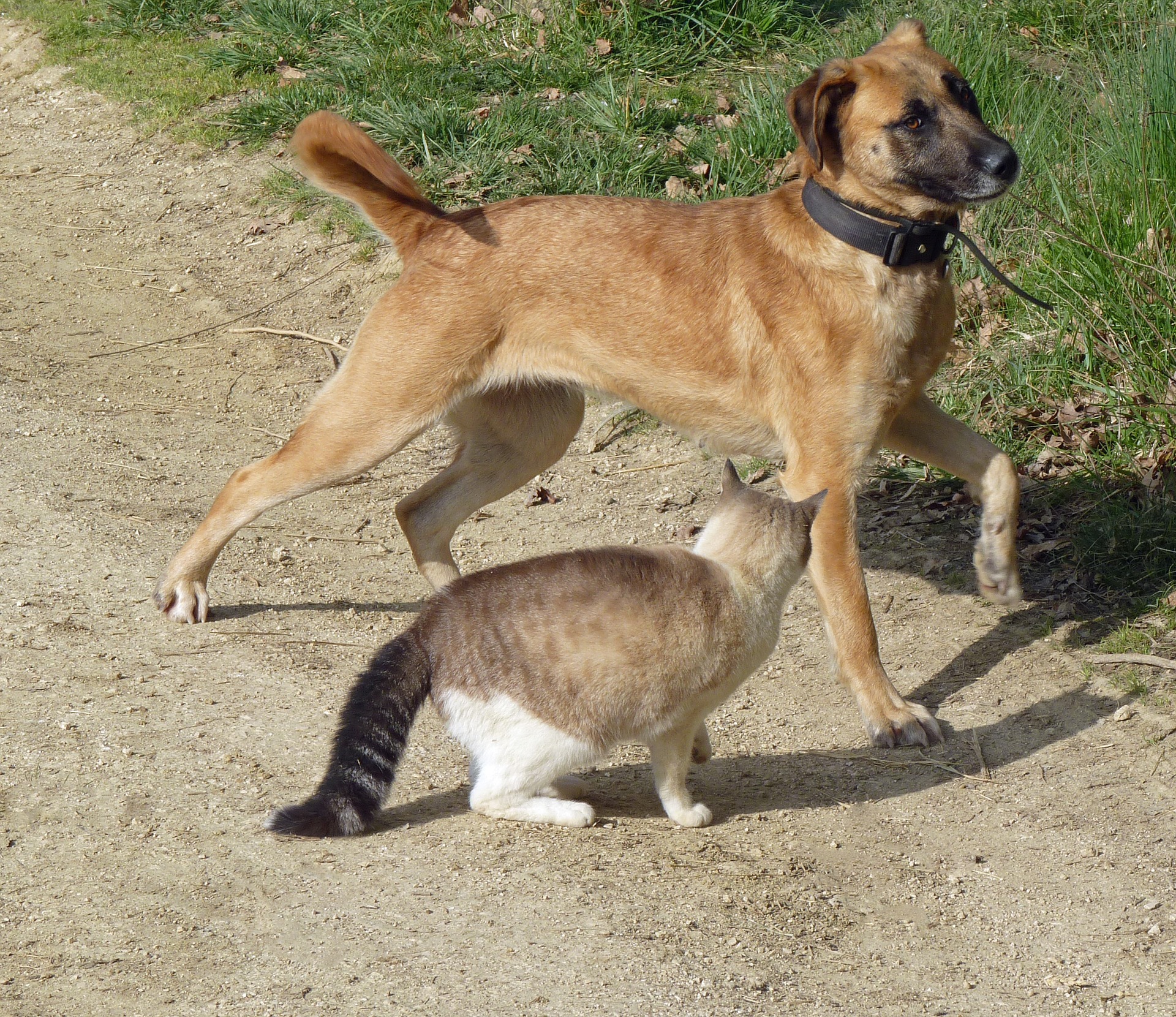 Hund und Katze Erfahrungen