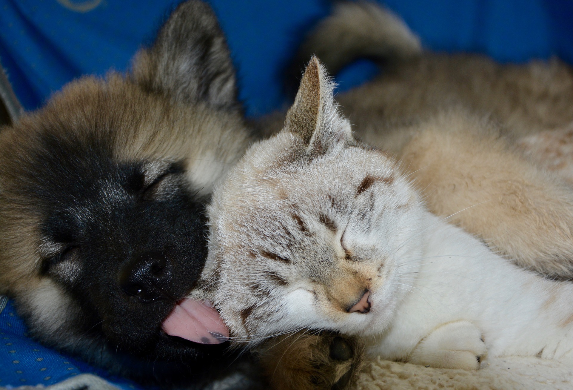 Hund und Katze Erfahrungen Wie Freundschaft zwischen Tieren funktioniert!