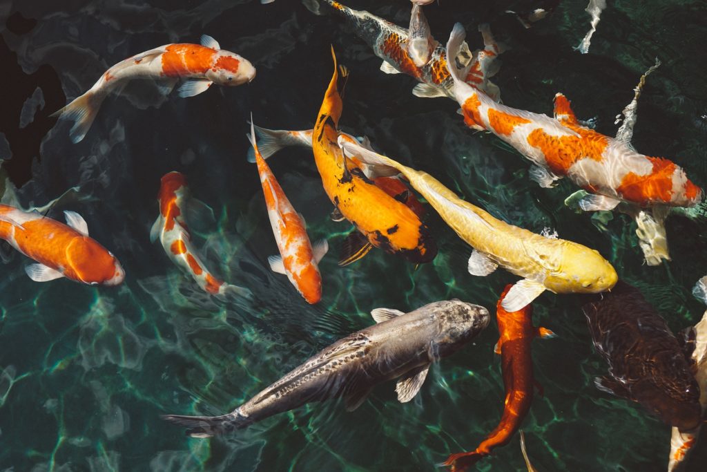 Fische artgerecht halten