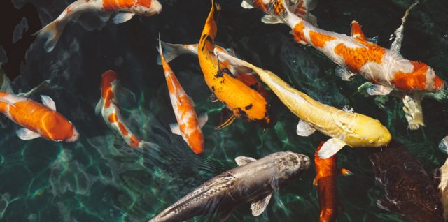 Fische artgerecht halten