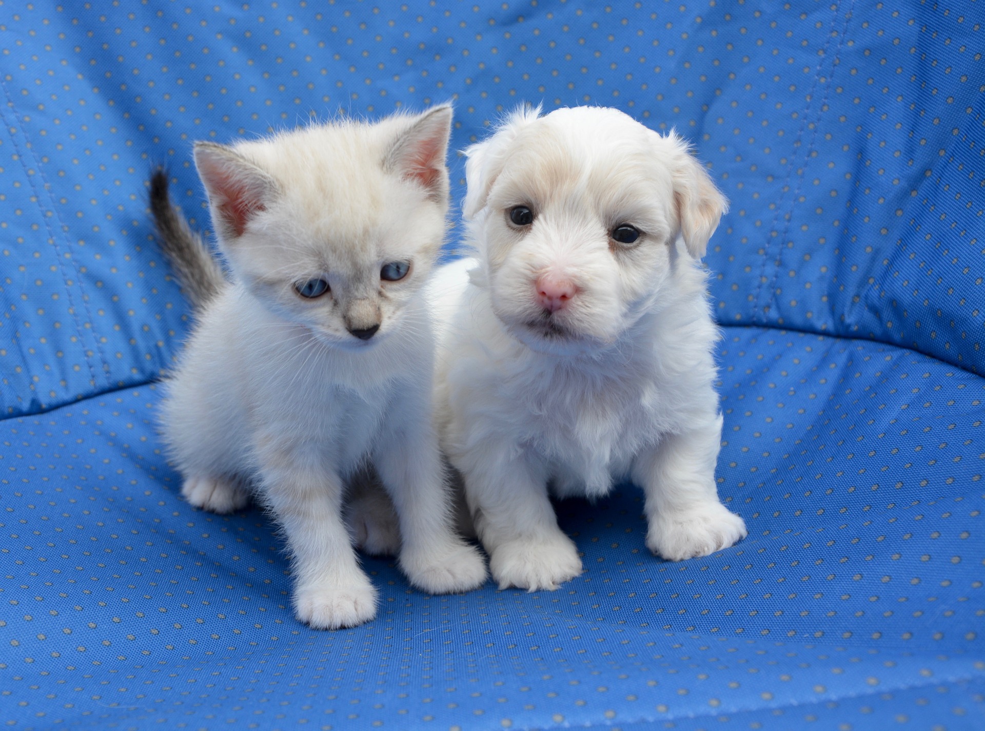 Hund Und Katze Erfahrungen Wie Freundschaft Zwischen Tieren