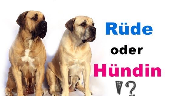 Rüde oder Hündin