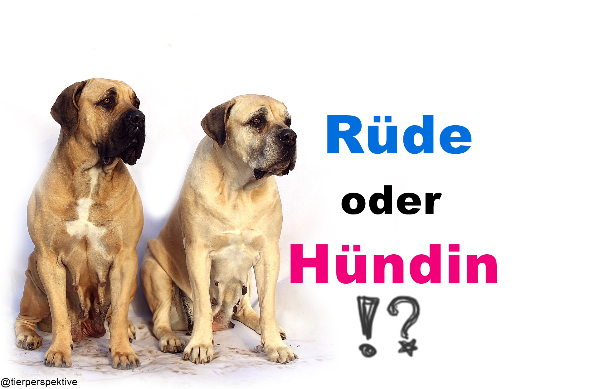 Rüde oder Hündin Unterschiede bei Aggressivität, Mut und Verträglichkeit