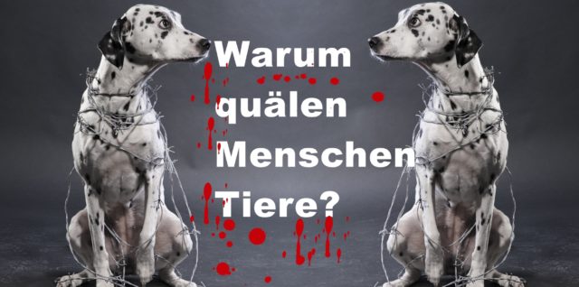 Warum quälen Menschen Tiere?