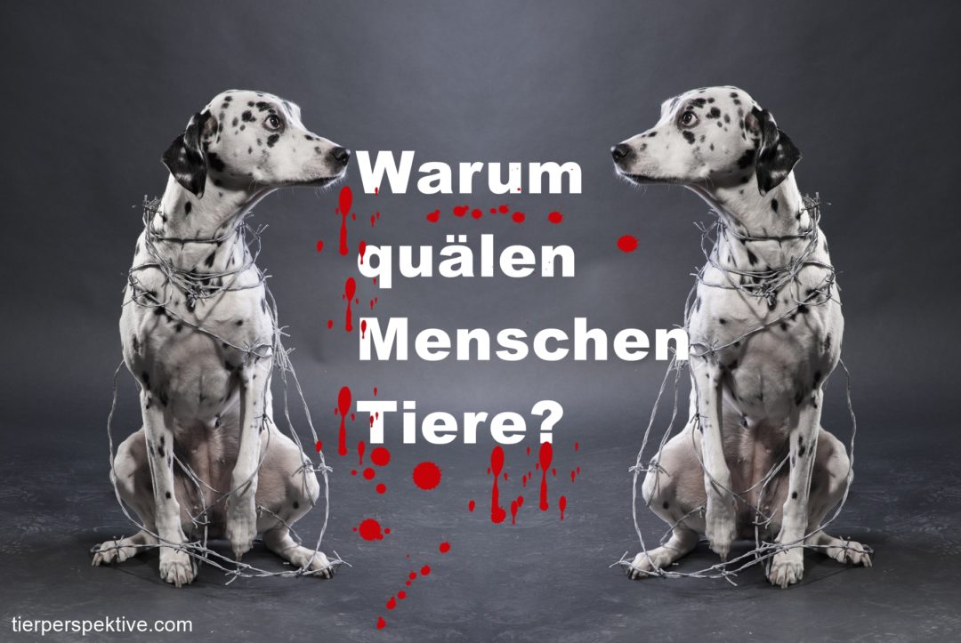 Warum quälen Menschen Tiere?