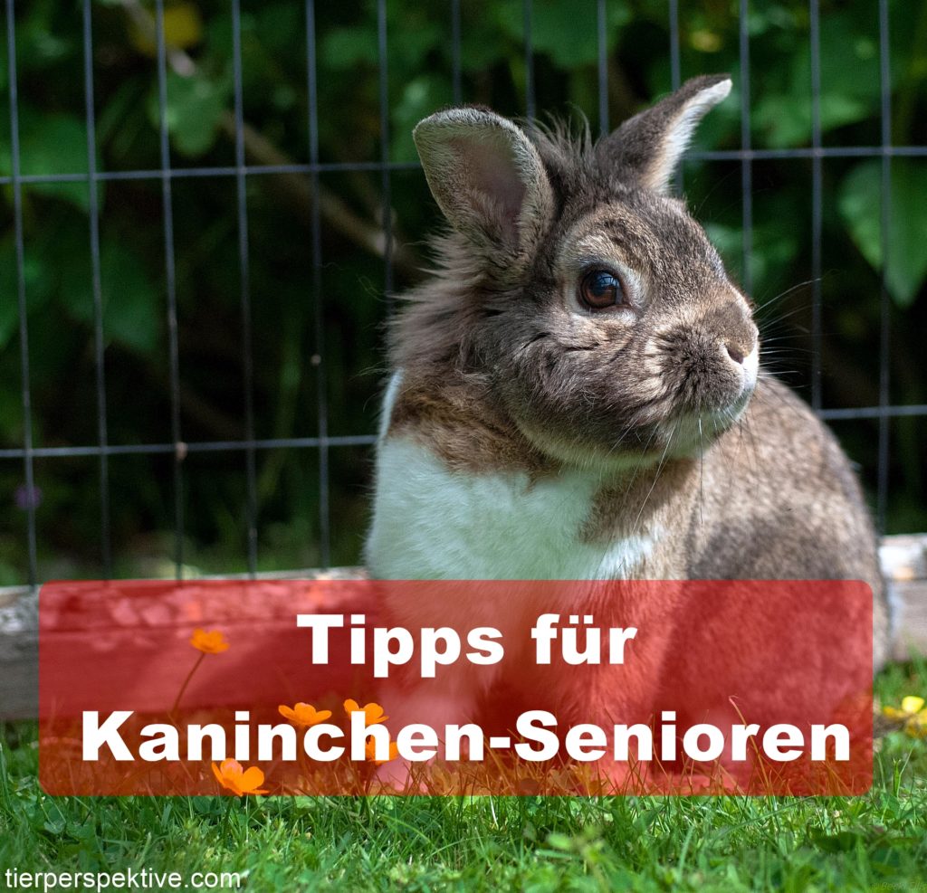 Kaninchen Pflege für alte Schlappohren