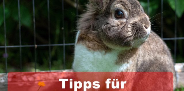 Kaninchen Pflege
