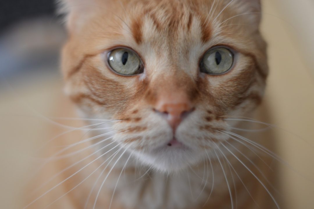 Katzenfutter selbst machen