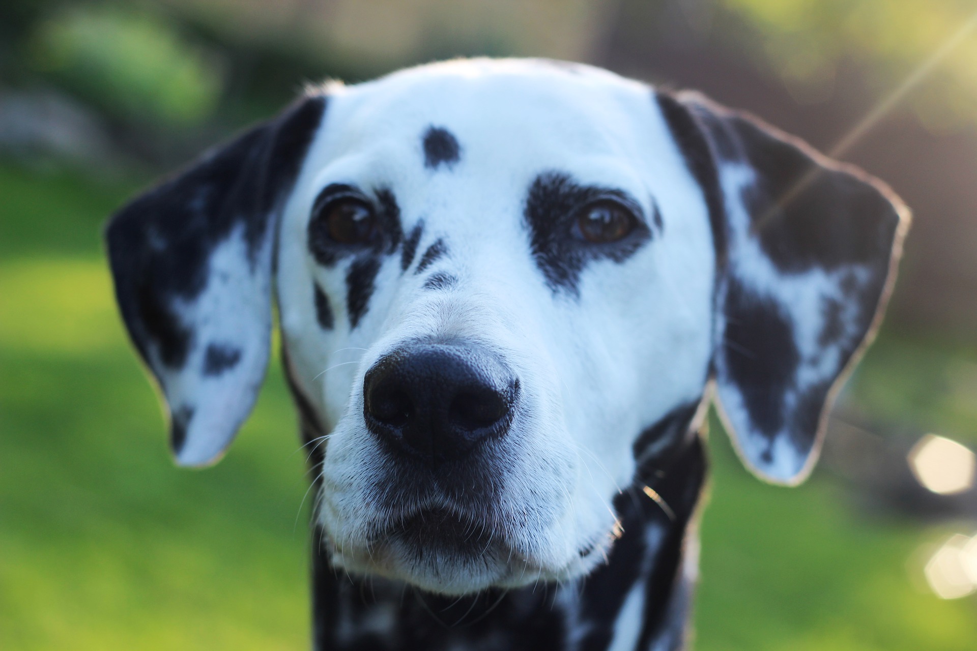 erhöhter nierenwert hund