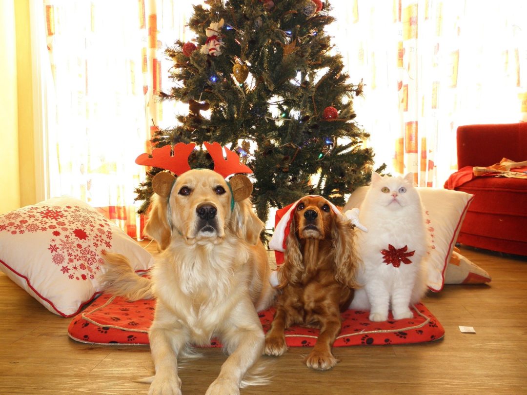 weihnachten mit hund und katze