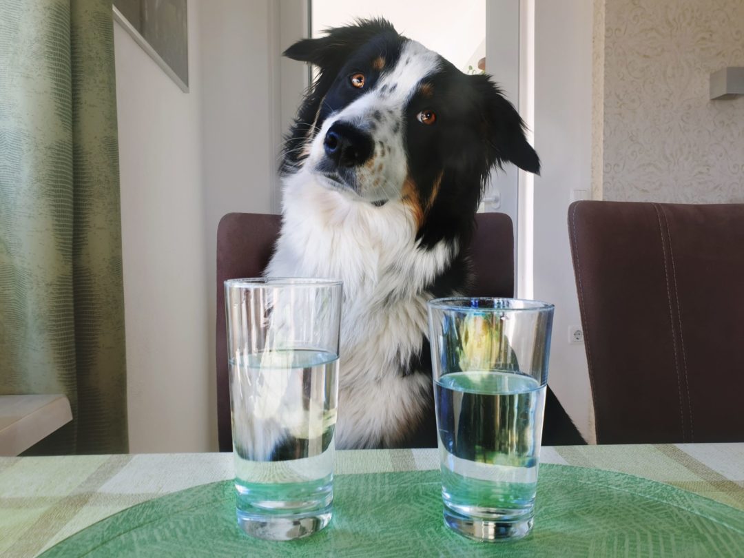 Hund mit Wasserglas