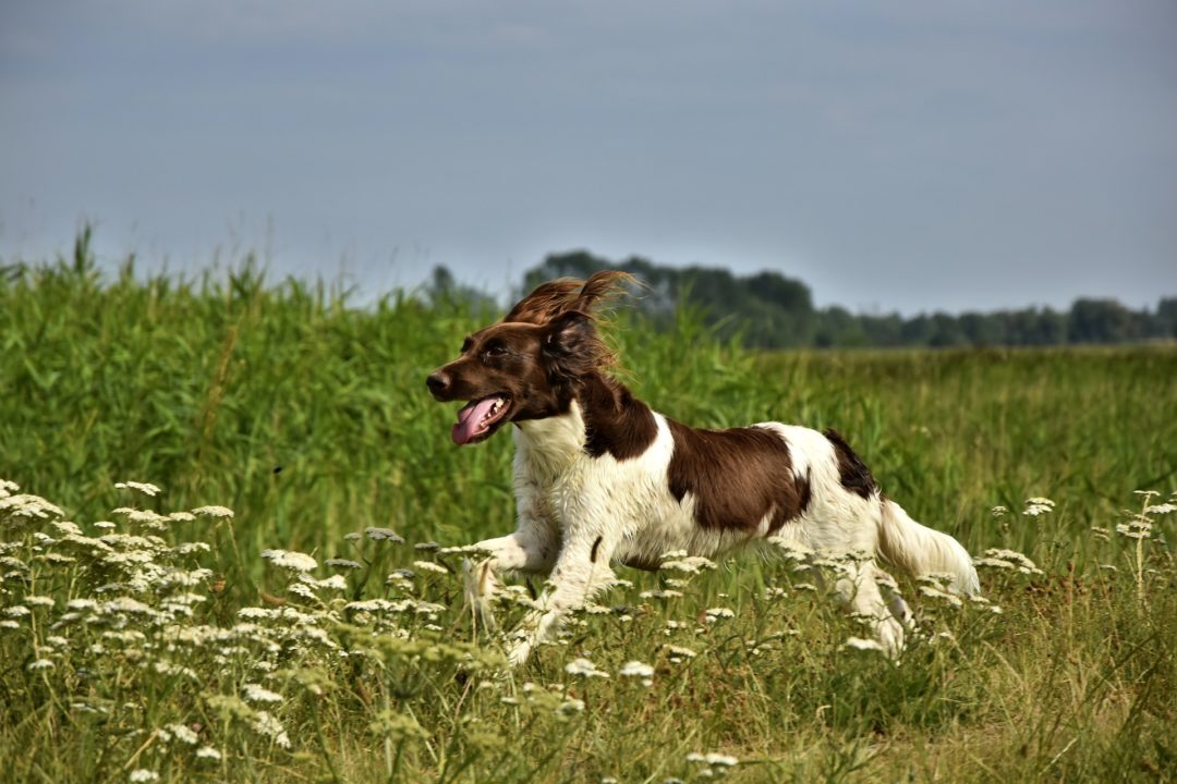 Der sechste Sinn der Hunde: Magnetsinn
