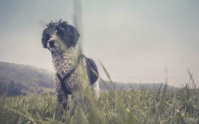 Hund mag Geschirr nicht anziehen – Ursache und Lösung finden