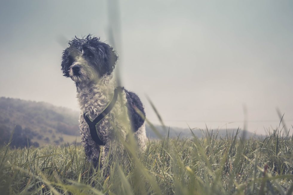 Hund mag Geschirr nicht anziehen Ursache und Lösung finden