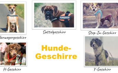 Wie muss ein Hundegeschirr sitzen?