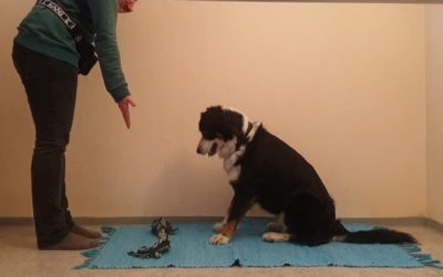 Hat dein Hund ein Bewusstsein über seinen Körper?