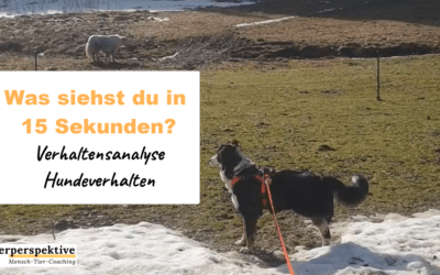 Hunde Verhalten deuten – Videoanalyse vom Hund