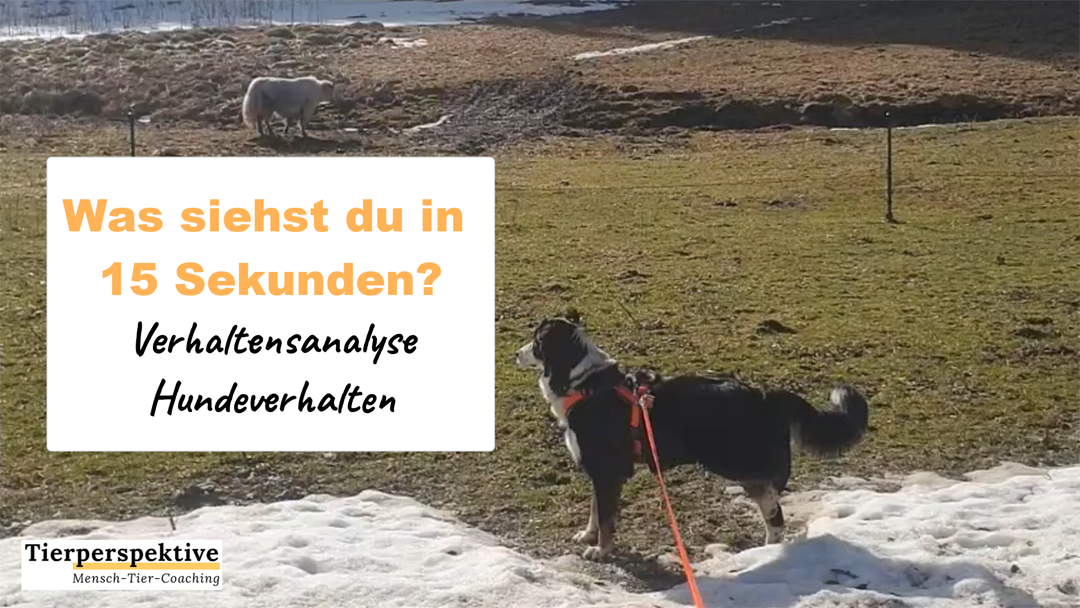 Hunde Verhalten deuten – Videoanalyse vom Hund