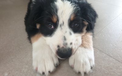 Was Corona Hunden und Hundewelpen für Defizite und Vorteile beschert