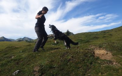 Verhaltensprobleme bei jungen Hunden: Eine tiefe Analyse