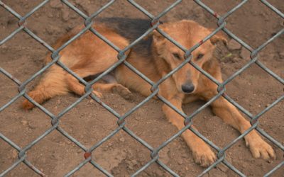 Hund vom Auslandstierschutz vs. inländischen Züchter