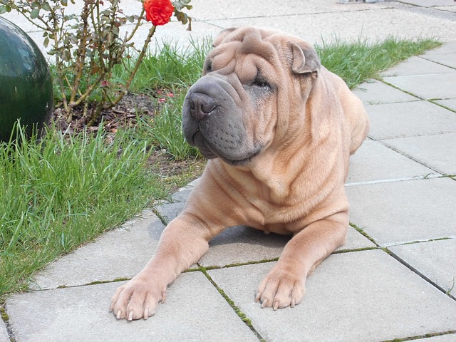 Alte Hunderassen – Hunde vom Urtyp
