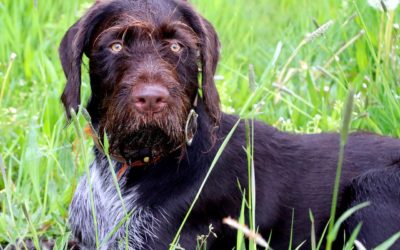 Die modernen Hunderassen